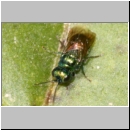 Pseudomalus cf auratus - Goldwespe 01b 4mm Lehmgrube fdet10.jpg